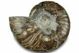 Cut & Polished Ammonite Fossil (Half) - Madagascar #323318-1